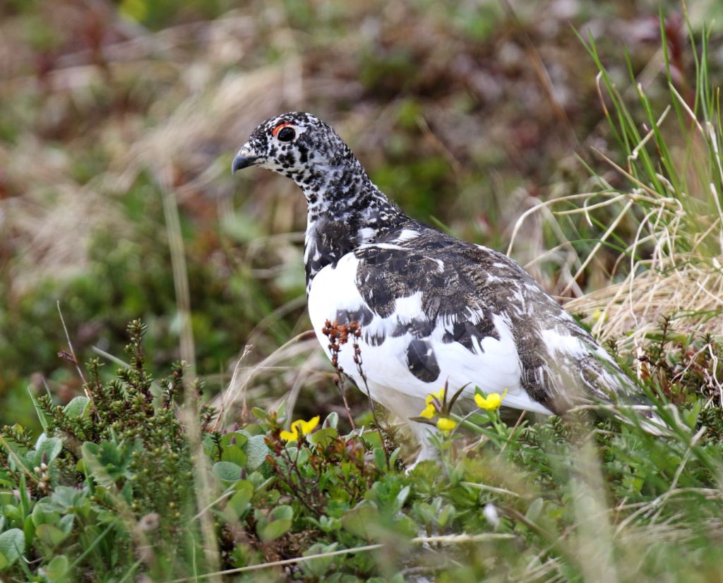 A white-tailed ptarmigan in Colorado