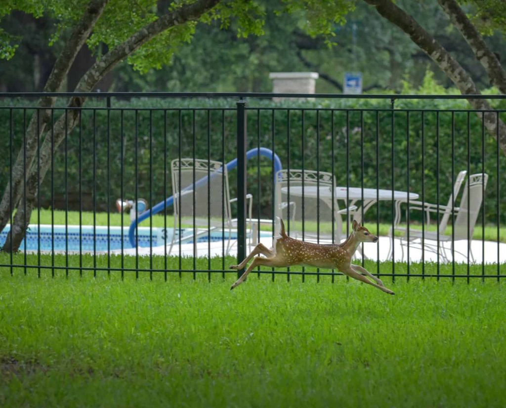 A whitetail deer fawn in a backyard.
