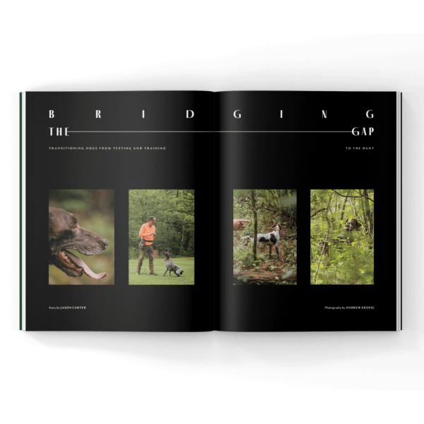 hunting dog training magazine
