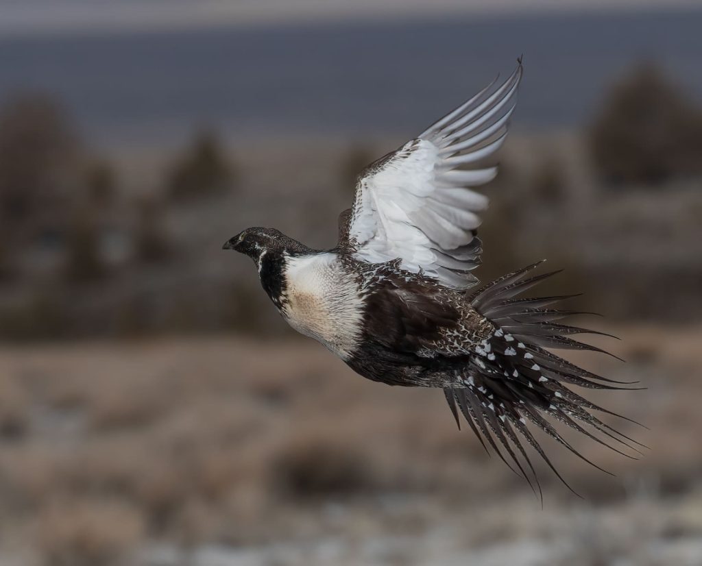 Sage grouse flushing.