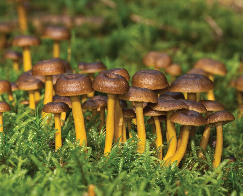 Winter Chanterelle or Yellow Foot mushroom in the Pacific Northwest