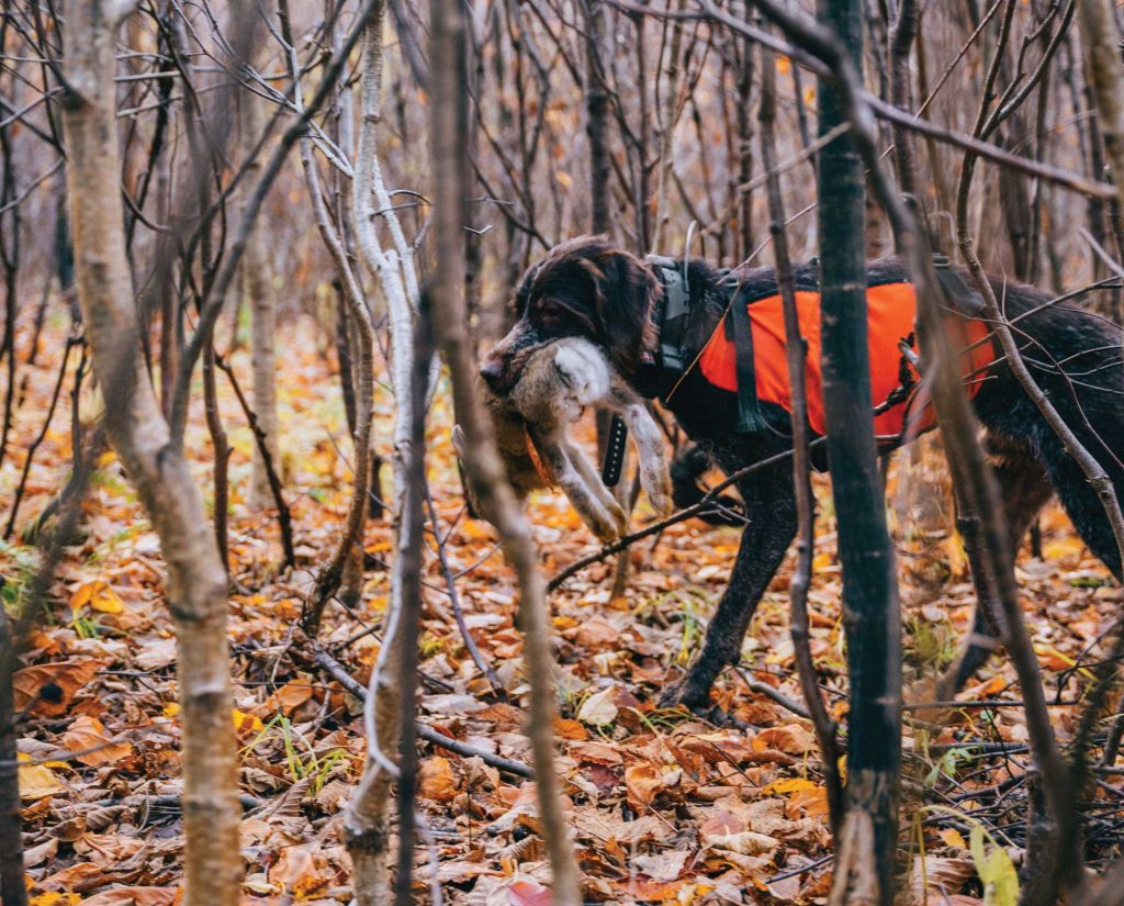A Wirehaired Pointing Griffon retrieves a rabbit.