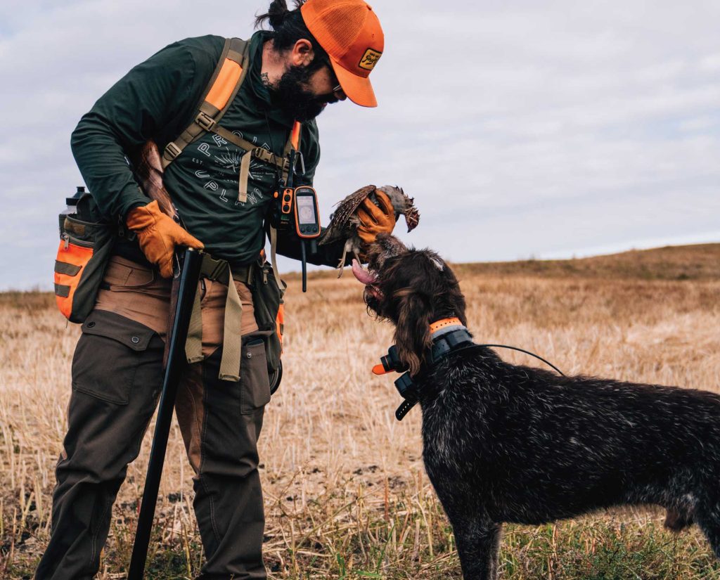 wirehaired pointing griffon bird dog breed