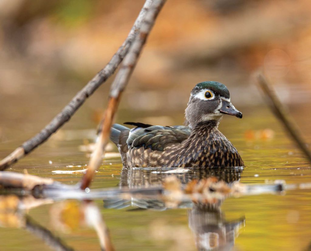 wood duck hen