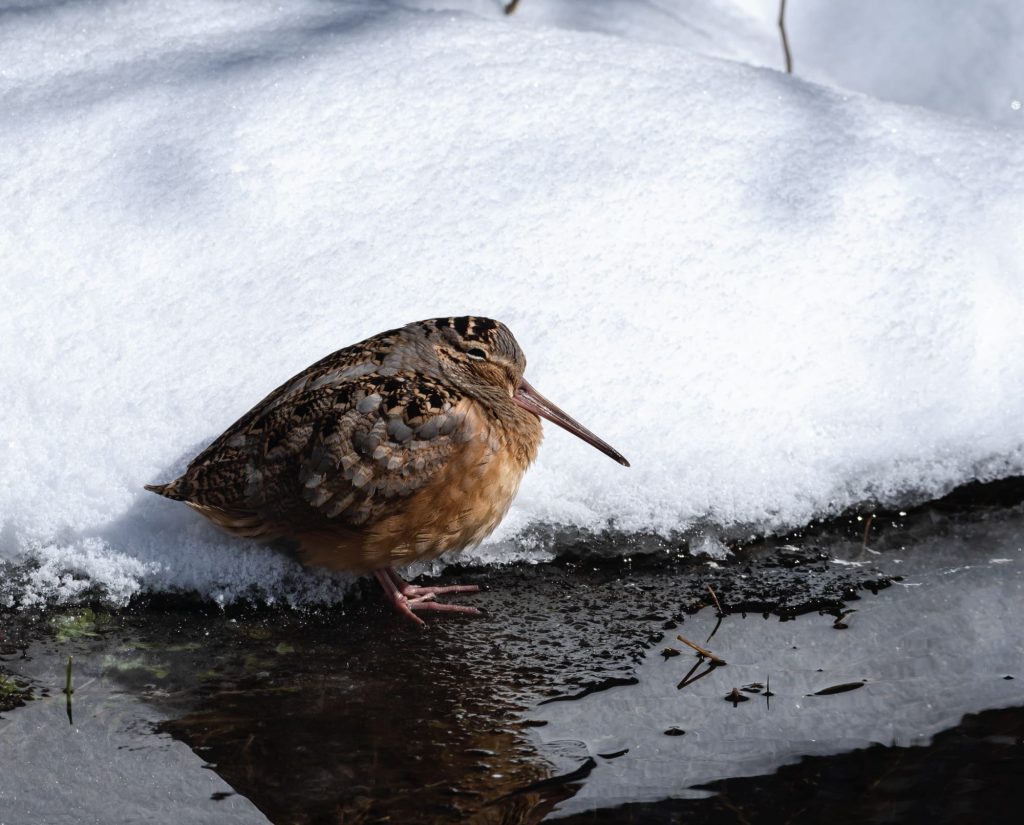 A woodcock shelters in place during a winter storm durning migration