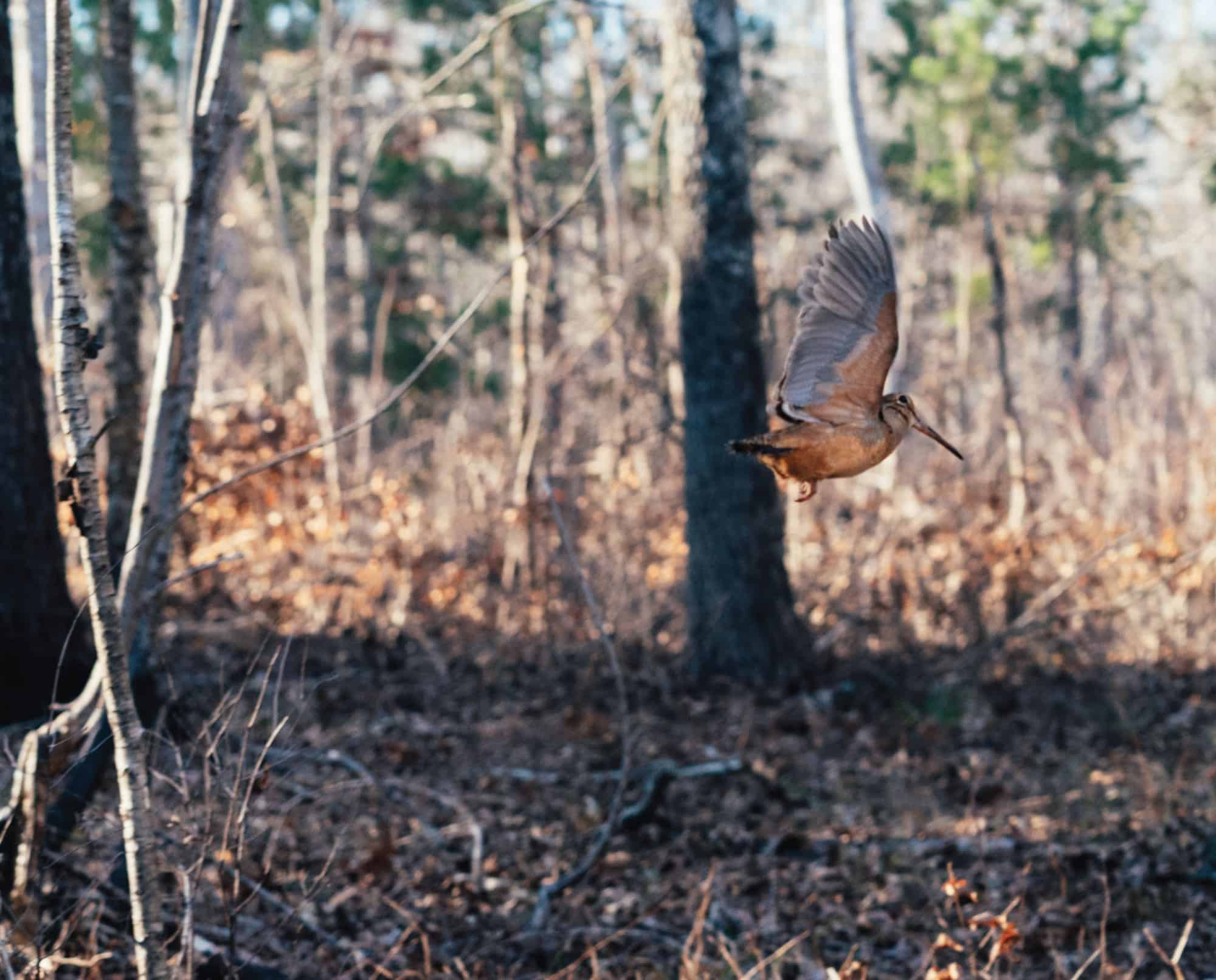 A woodcock migrates in the fall