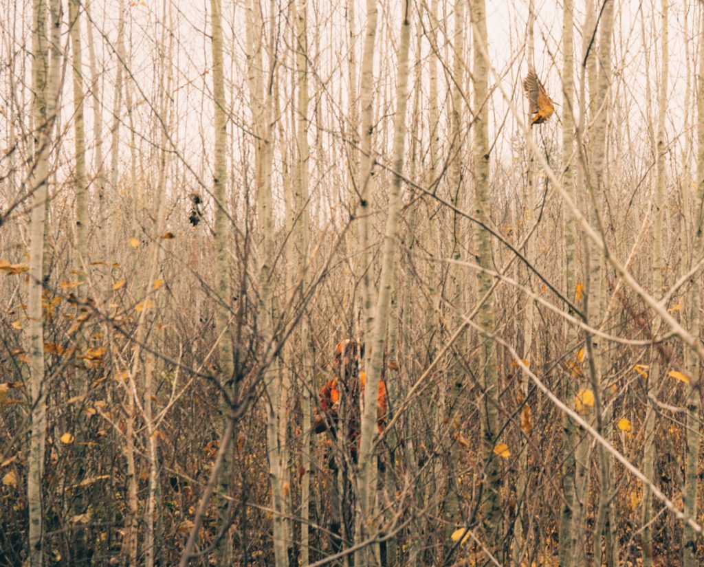 A woodcock hunter shoots through thick young tree cover