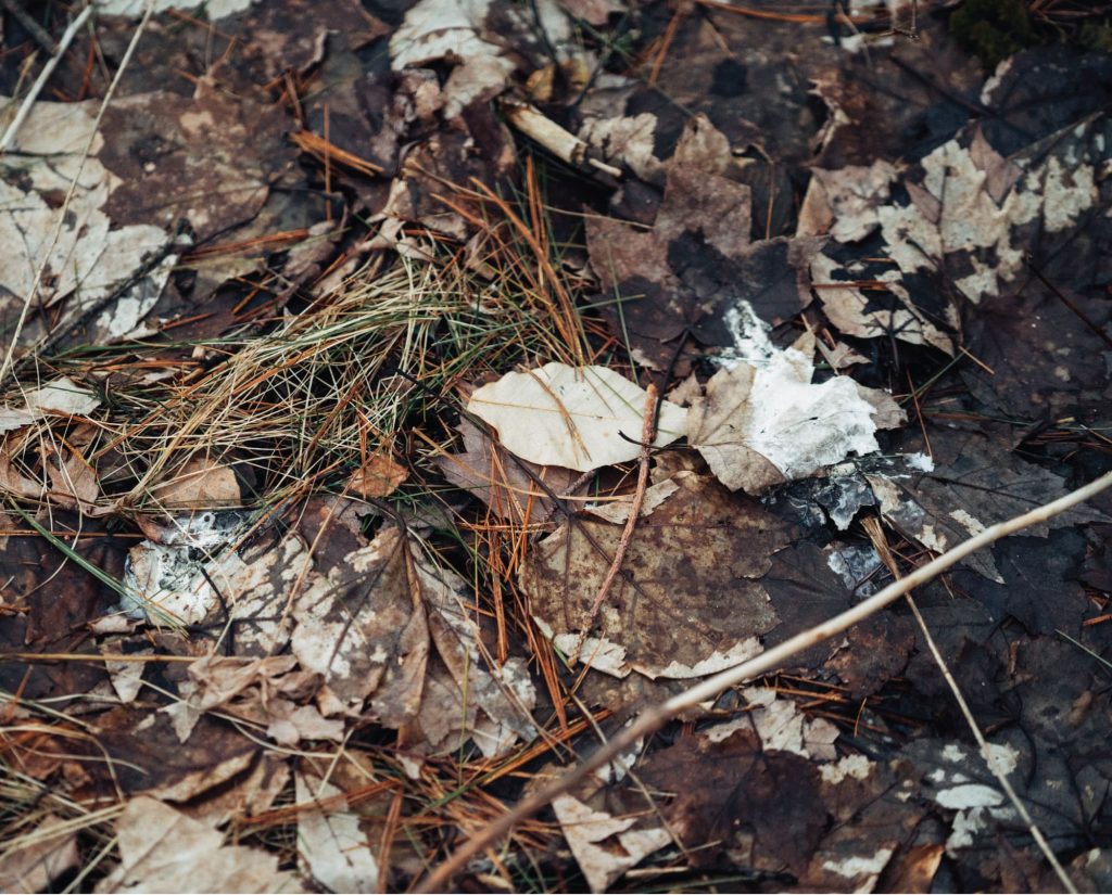 Woodcock dropping on forest floor