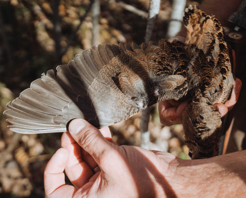 Woodcock hunting during the Wisconsin bird hunting season.