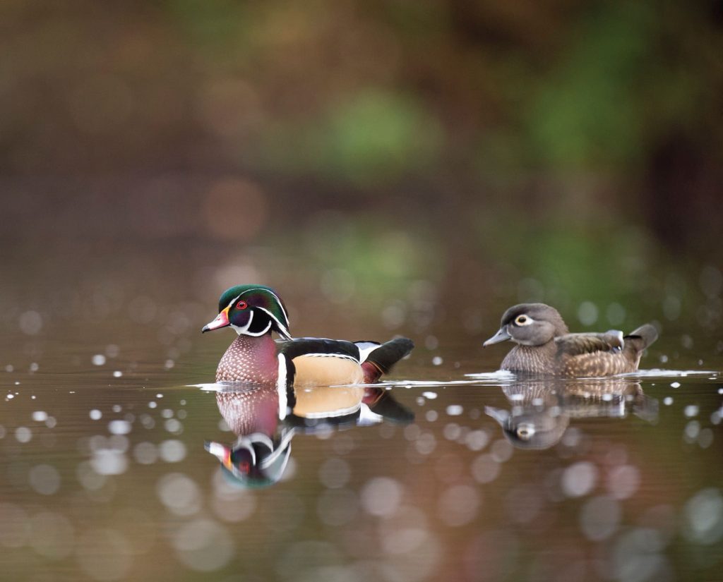A male and female wood duck in a pond in the fall