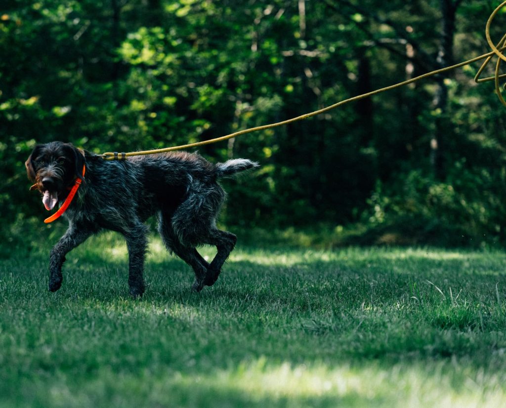 A young bird dog learning the basics of quartering. 
