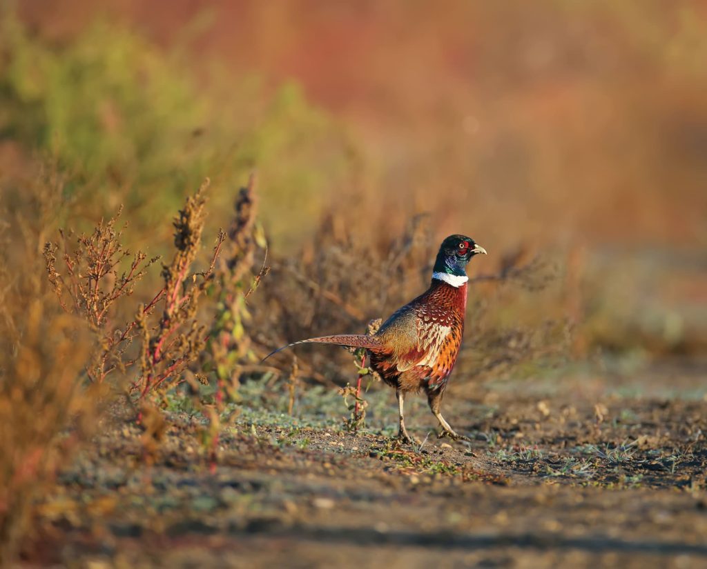 A young juvenile pheasant in a field