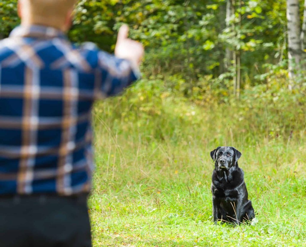 A black Labrador Retriever sits and waits to be released by its handler in green grass.