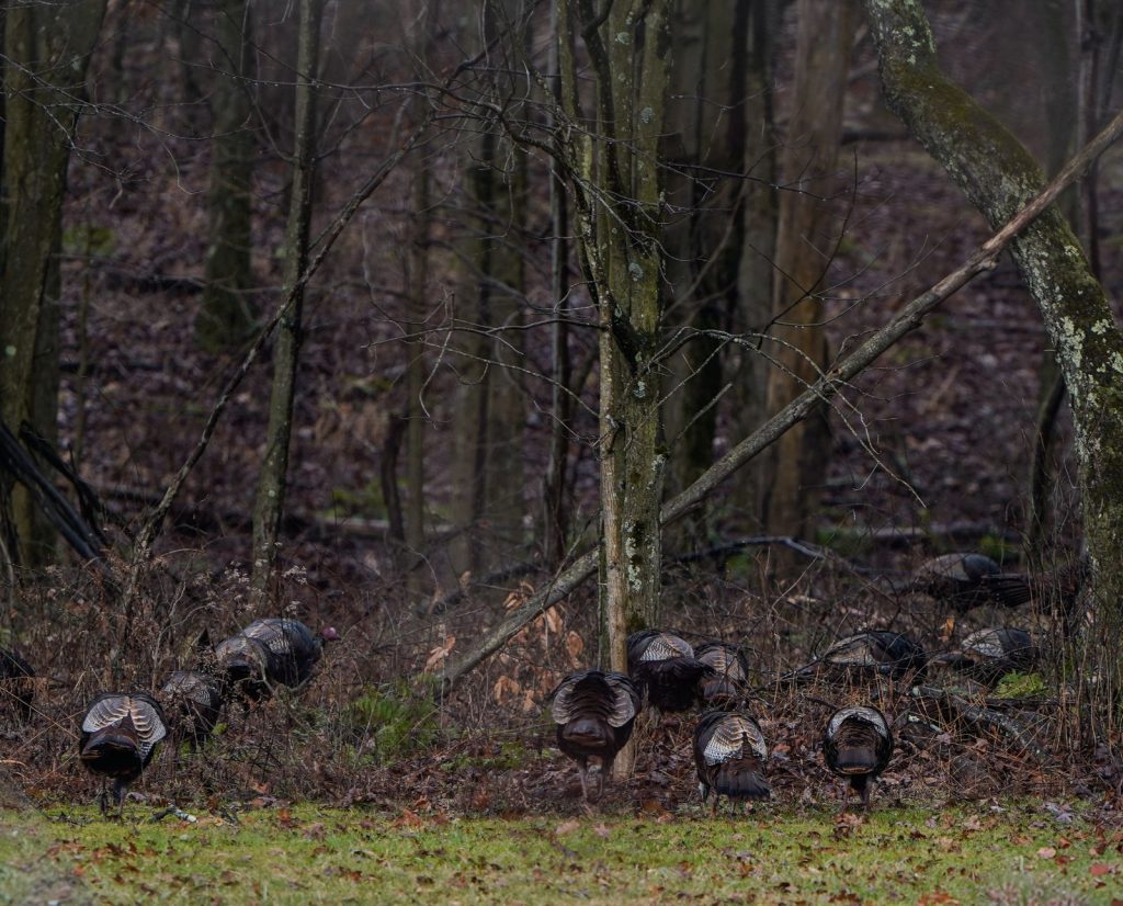 A flock of wild turkeys walking on the edge of the woods in western Pennsylvania.