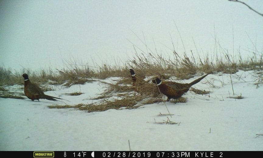 A flock of pheasant captured by a trail camera.