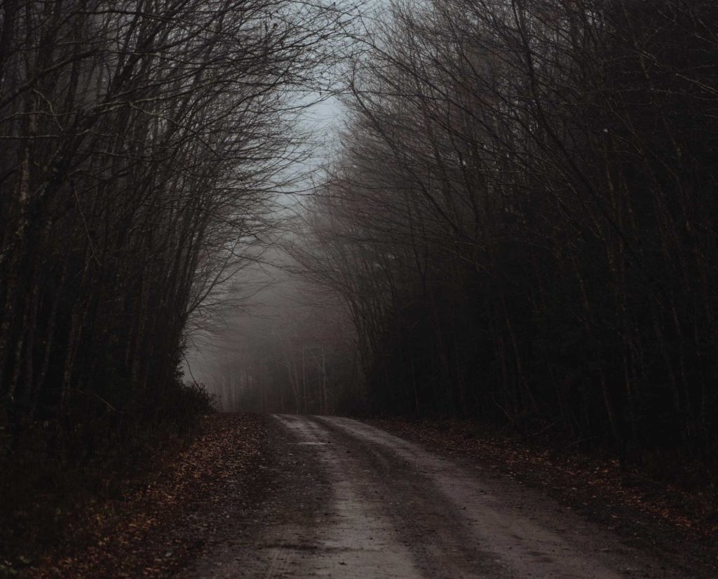 A foggy logging road in the Fall hunting season