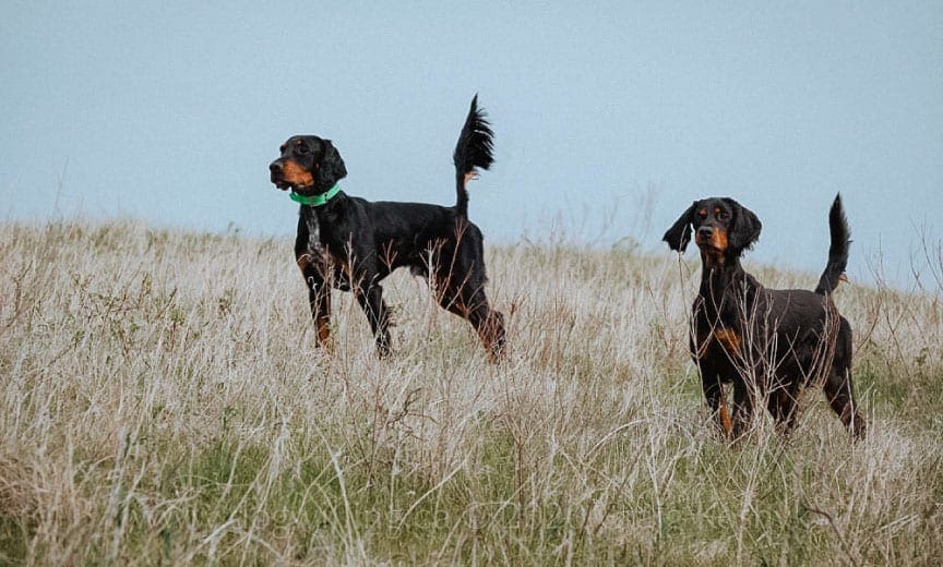 A Gordon Setter backs another gordon setter on point.