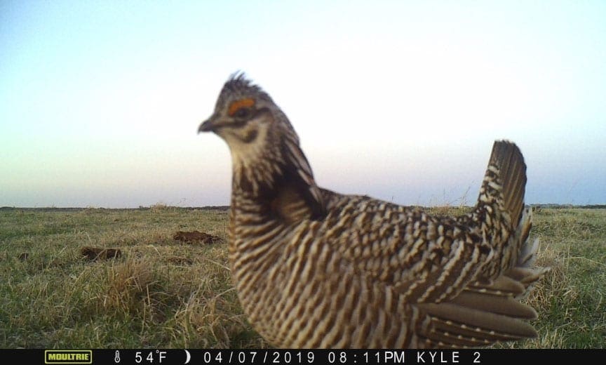 A prairie chicken capture by a trail camera.