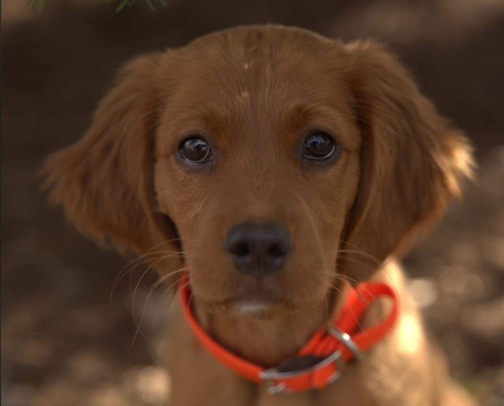 An Irish Red Setter puppy wearing an orange collar.
