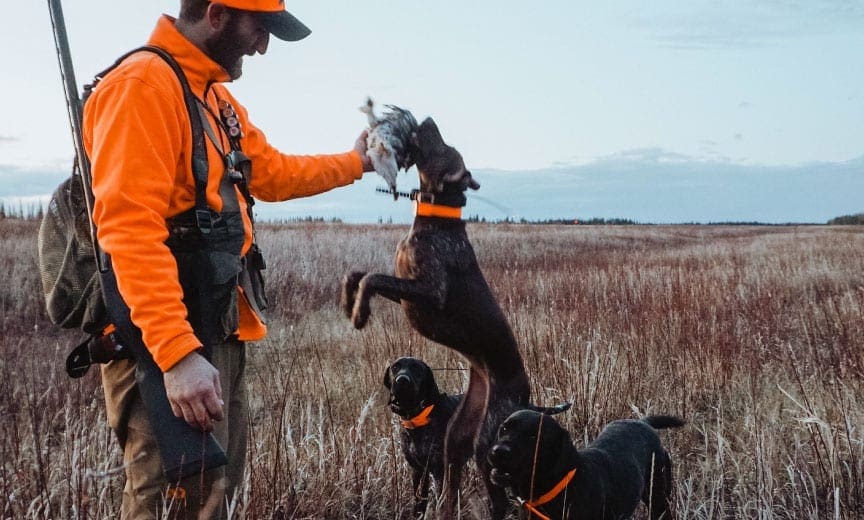 A group of bird dogs with a sharp-tailed grouse in Alaska.