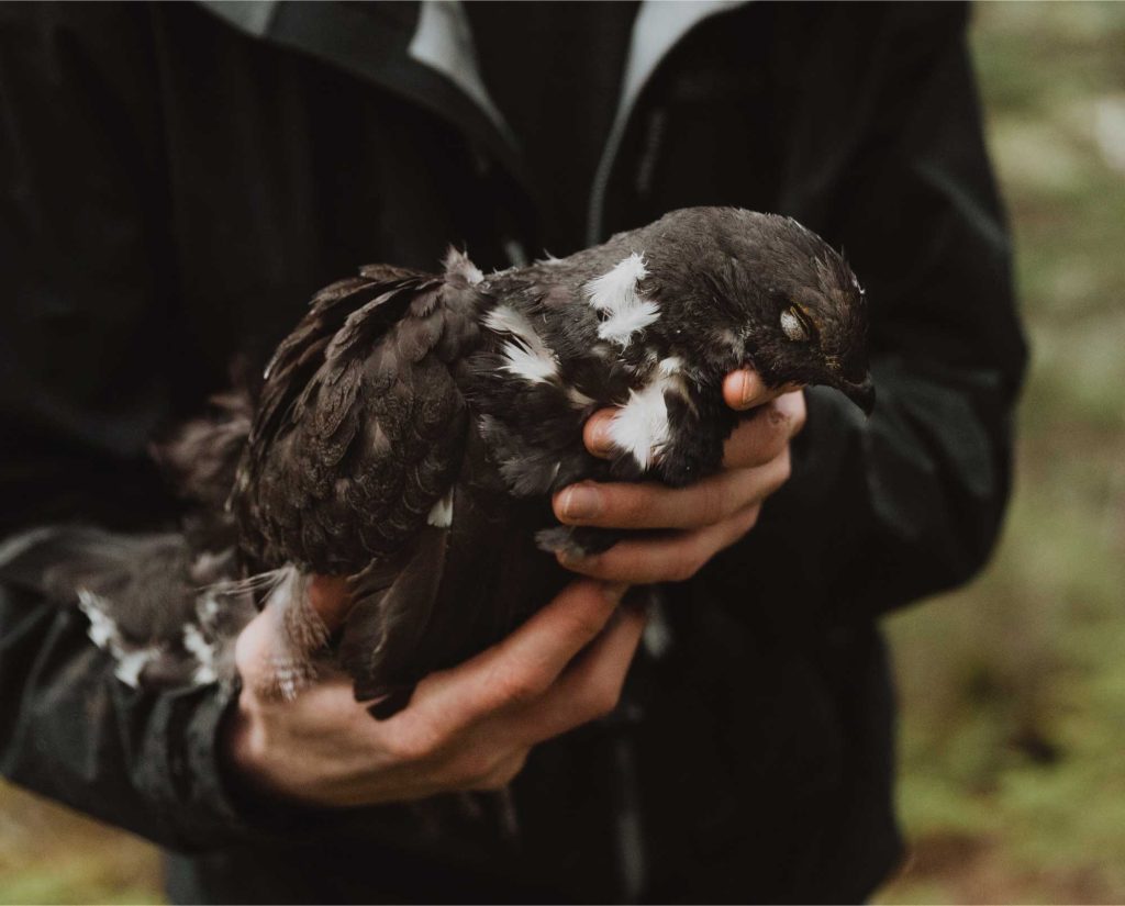 A sooty grouse taken during the Spring hoot of Alaska.