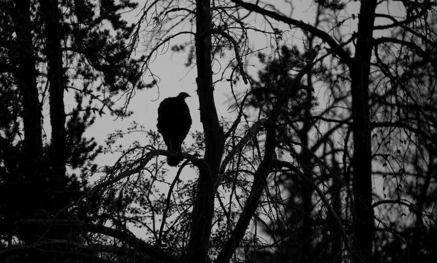 A hen turkey sitting on a tree limb.