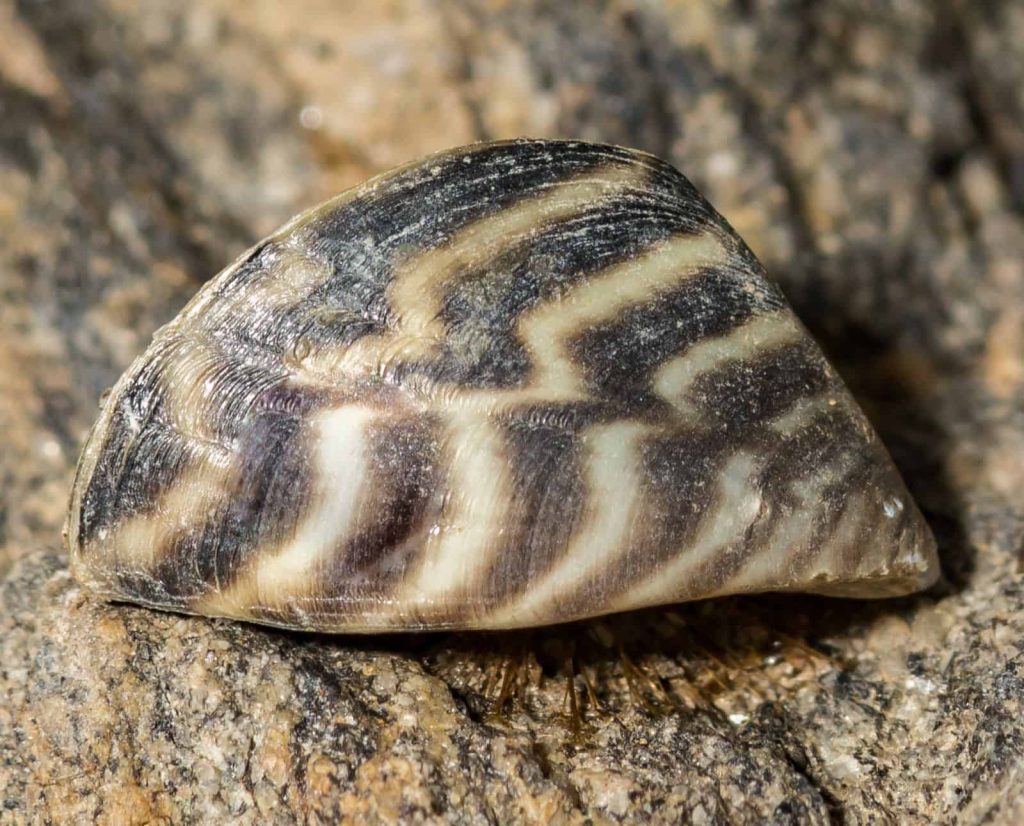 A zebra mussel sitting on a rock.