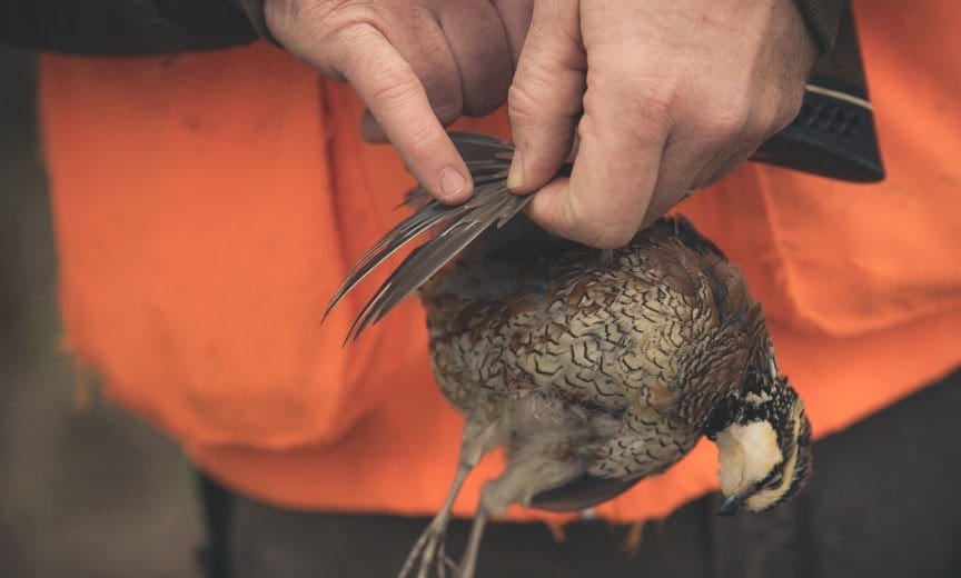 A biologist ages a bobwhite quail