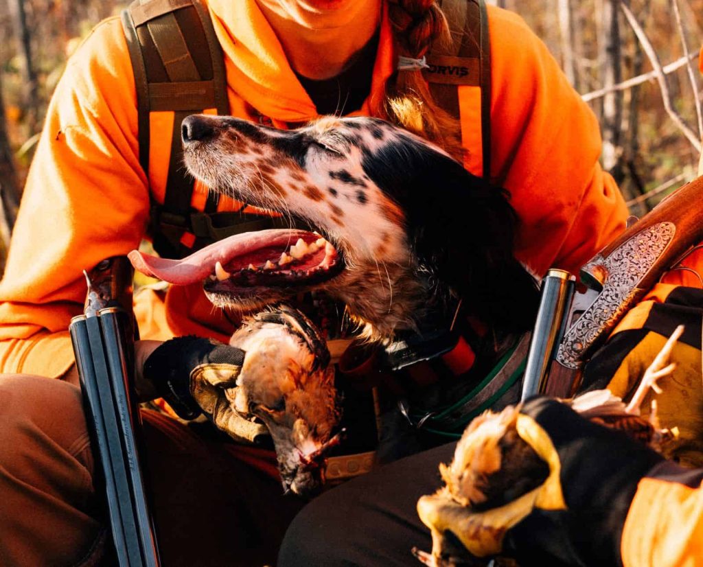 An English Setter with two hunters holding American woodcock and shotguns.