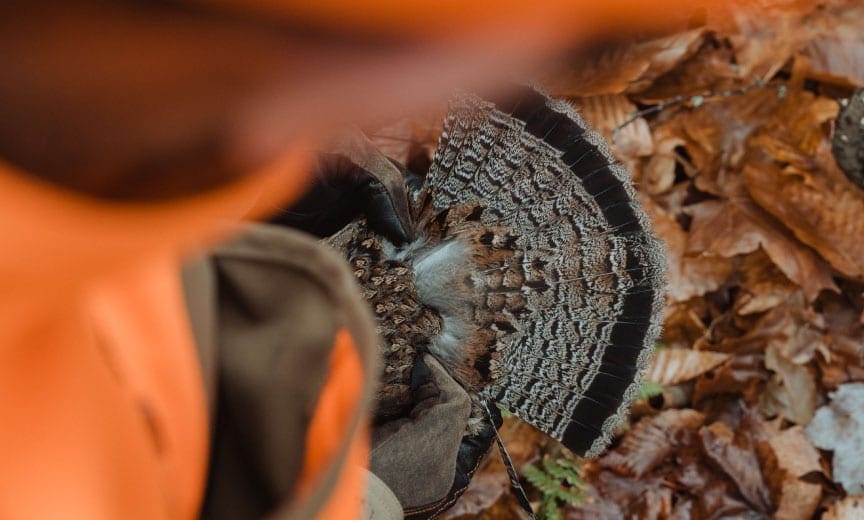 Ben Jones hold a ruffed grouse fan open. 