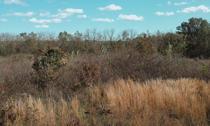 An overgrown field in perfect for woodcock to land in.