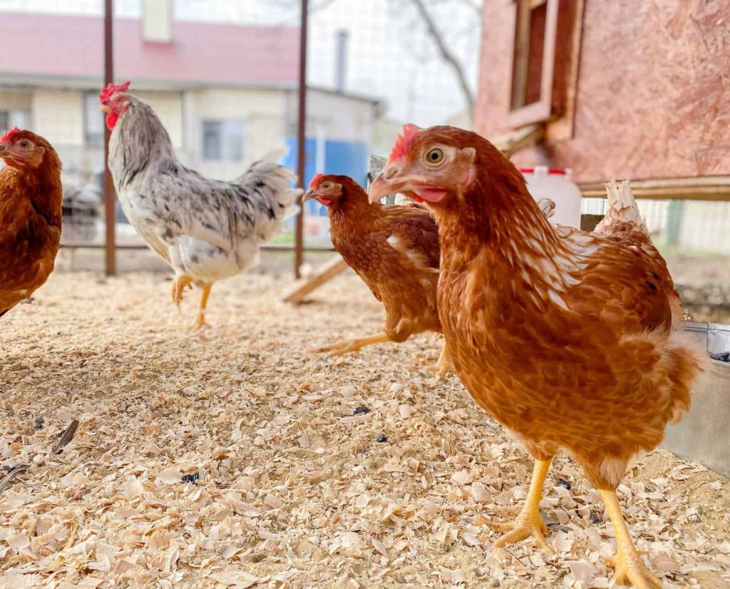 Four chickens living in a chicken coop.