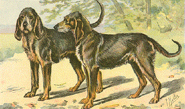 Chien Gris de Saint Louis