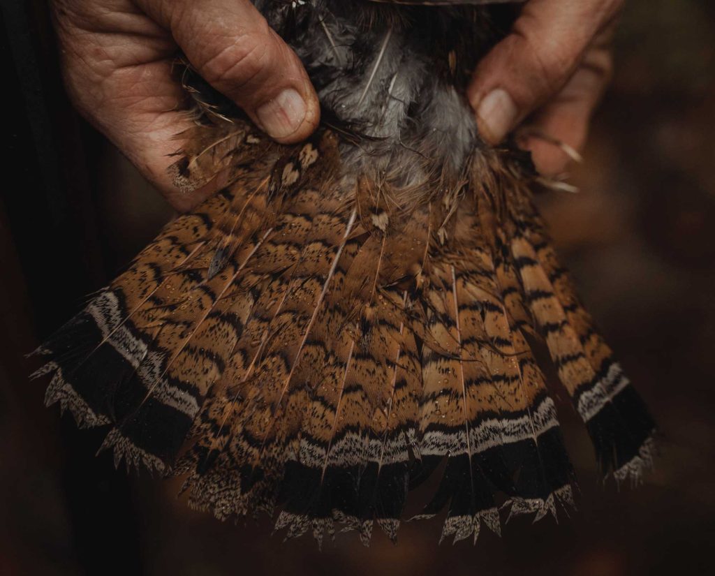 Close up a a copper ruffed grouse tail