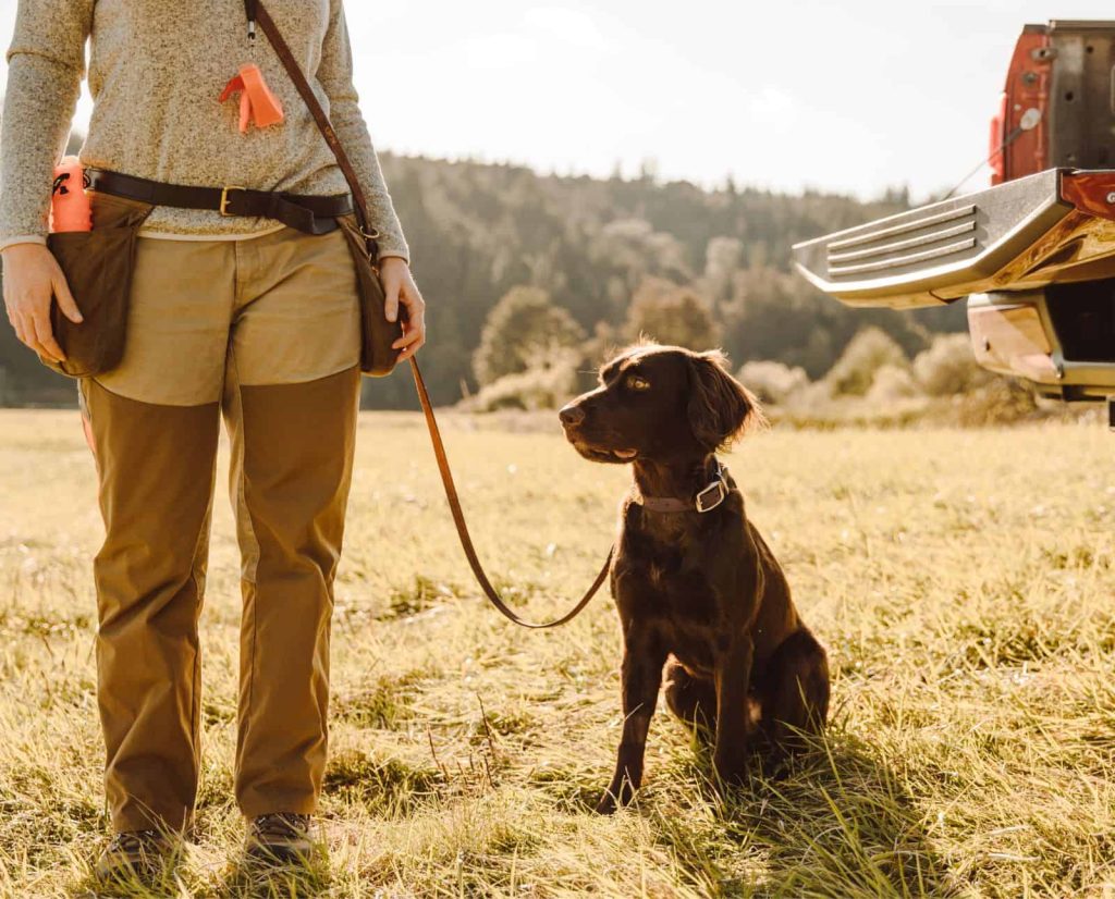 A dog handler training a Deutsch Langhaar hunting dog.