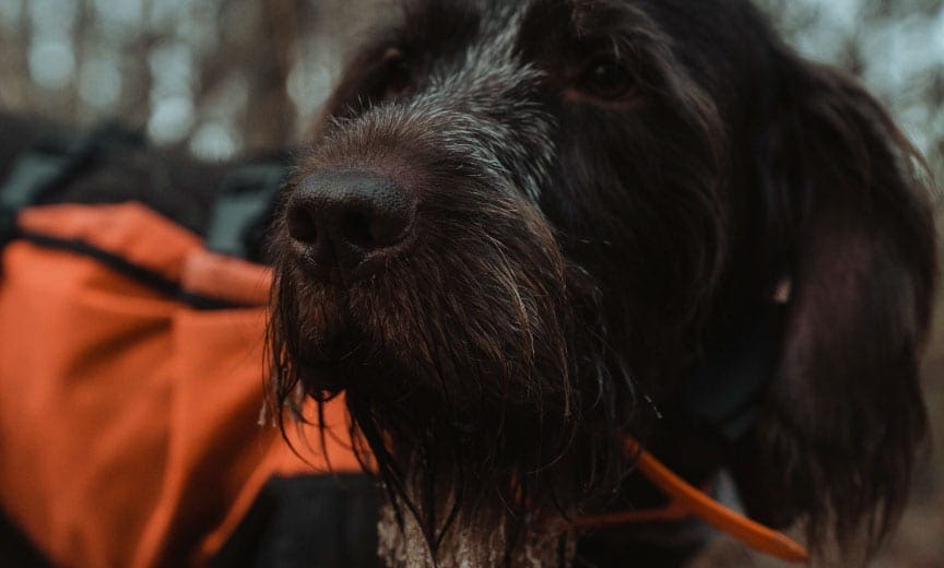 A close up of a hunting dogs nose.