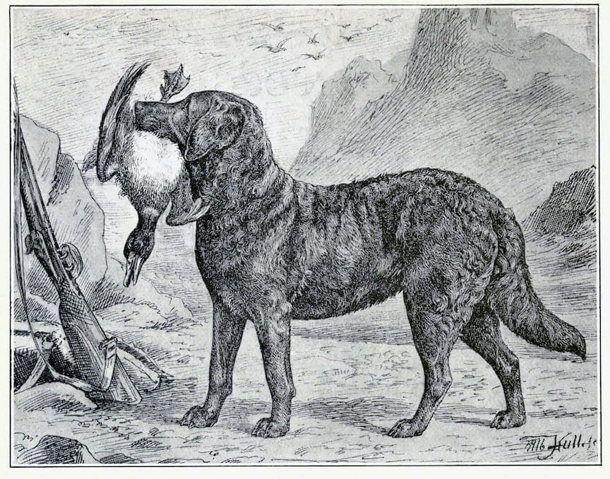 Sketch of a Chesapeake Bay Retriever with a duck
