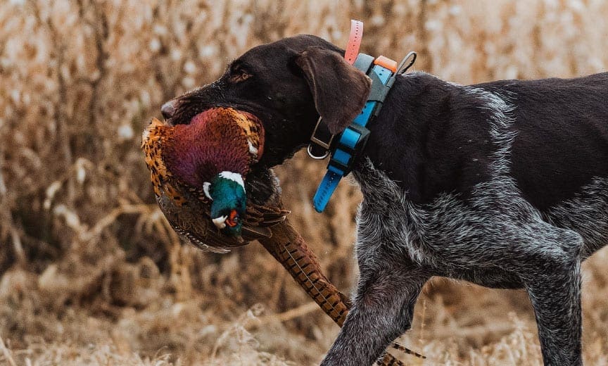 A Drahthaar retrieving a pheasant.