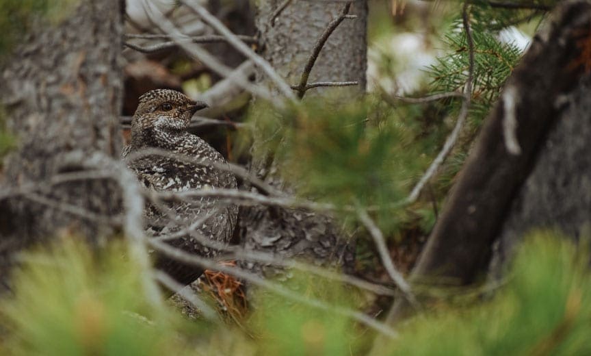 A dusky grouse hiding in the mountains
