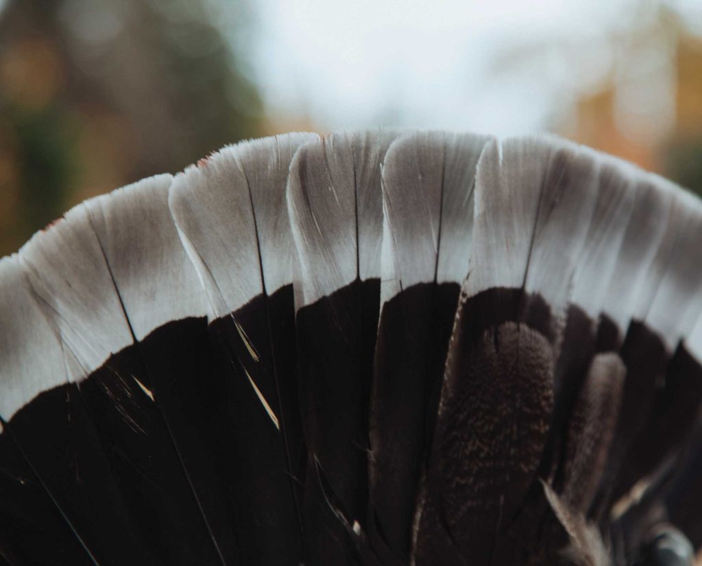 a male dusky grouse fan 