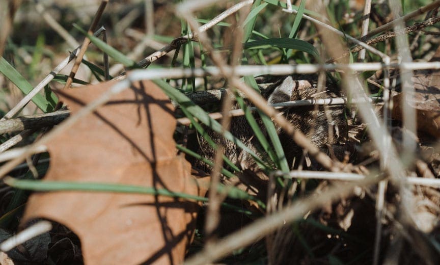 An Eastern cottontail rabbit hides in thick cover