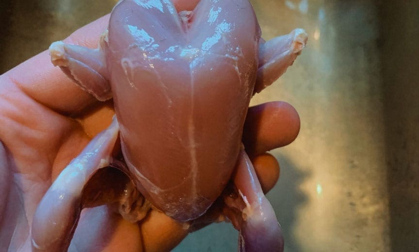A California quail skinned and ready to cook. 