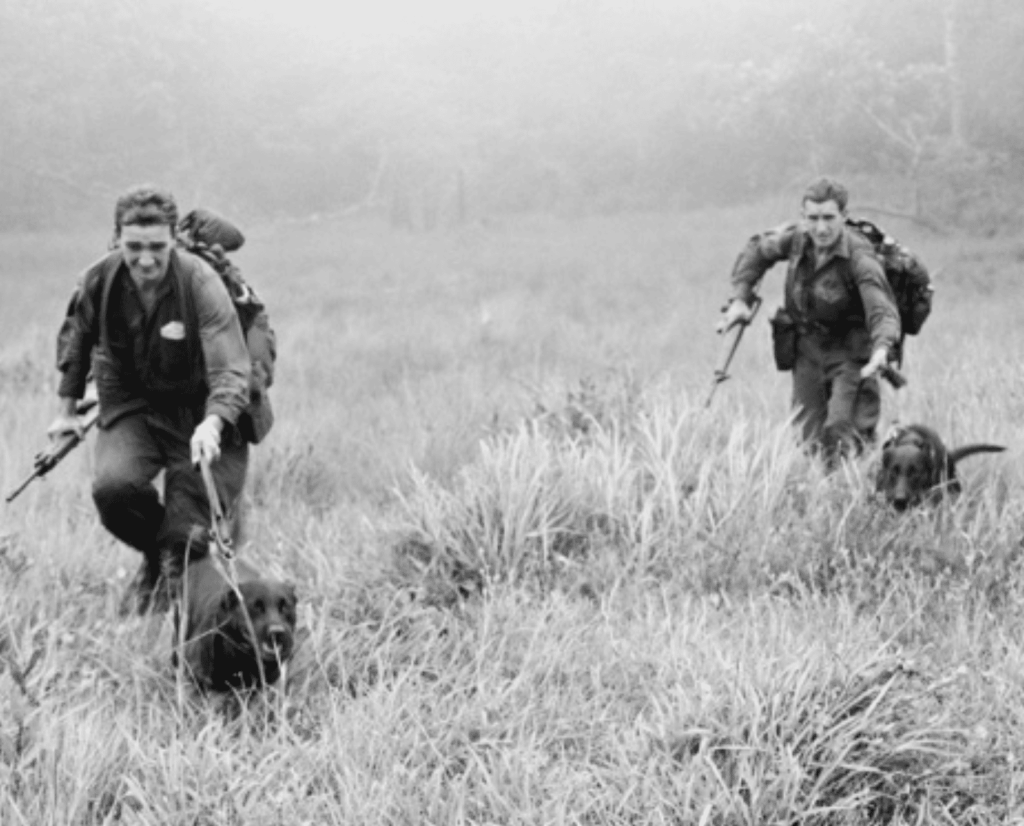 Dogs and their Australian handlers running through the grass in Vietnam.
