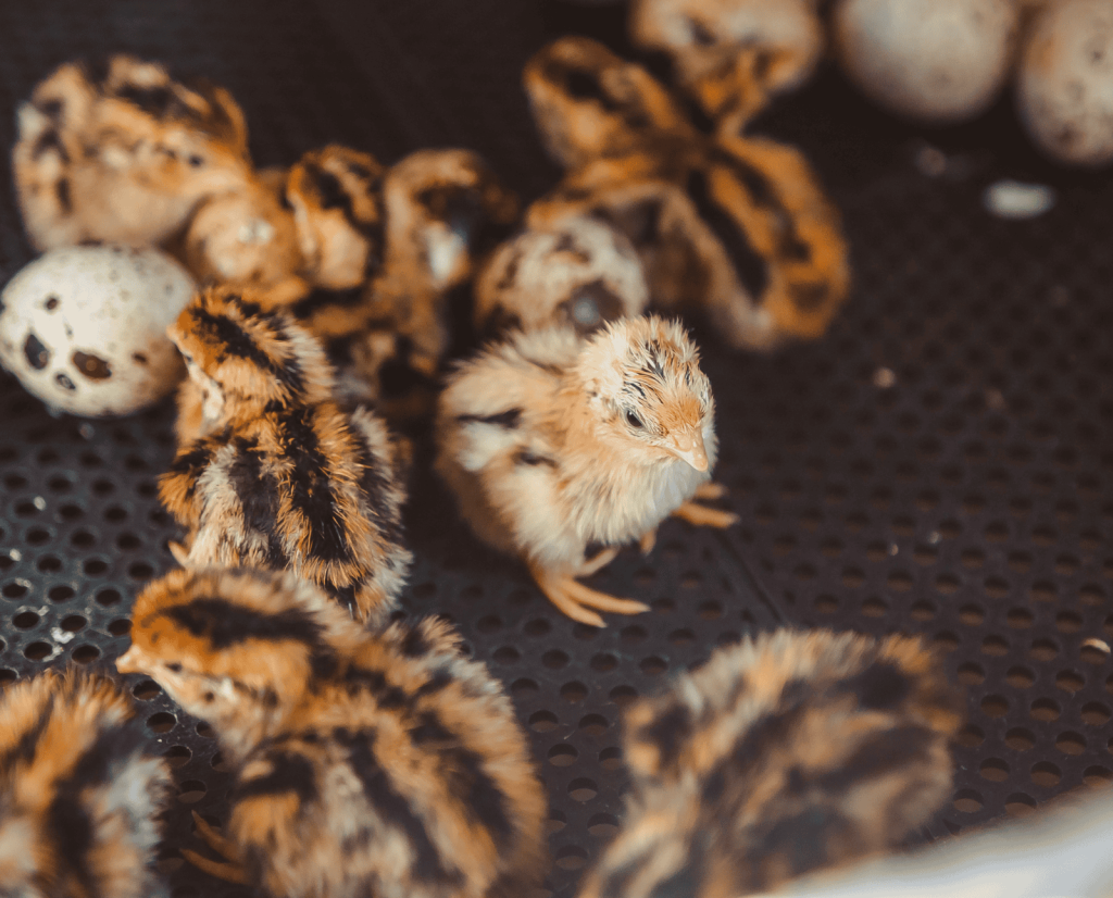 Newly hatched coturnix quail sit in an incubator.