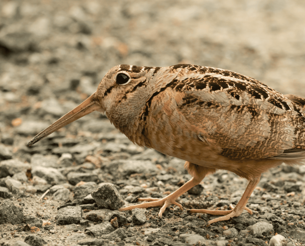 An American woodcock demonstrating its "bobbing" or "dancing" striding behavior.
