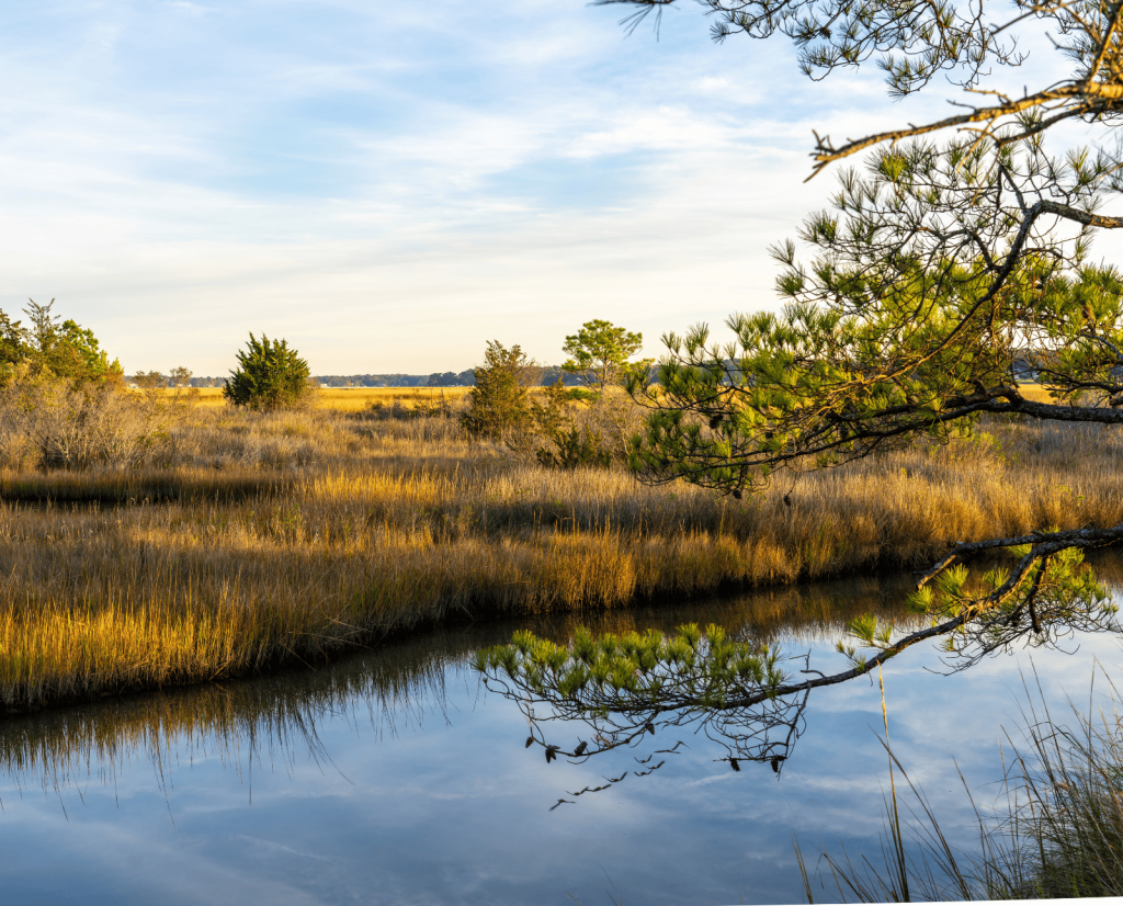 An estuary along the Lynnhaven River in Virginia.