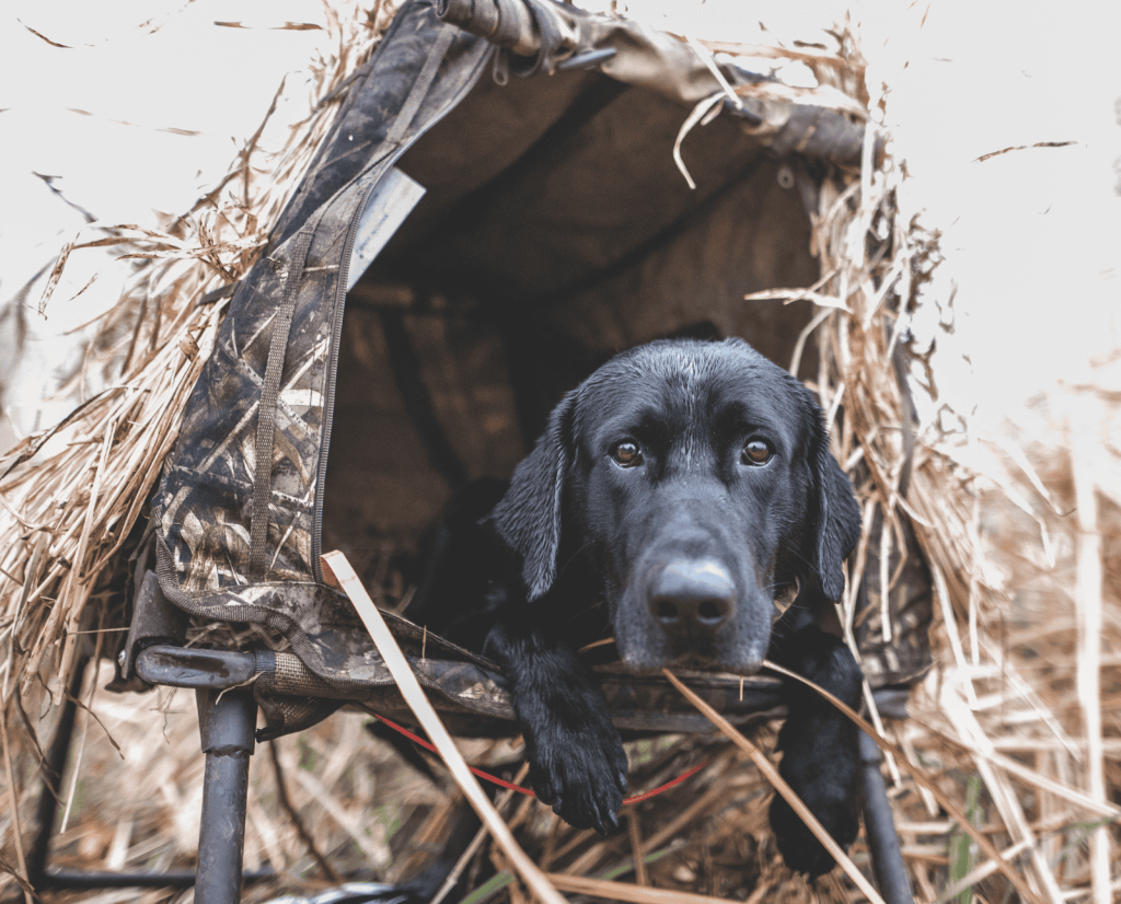A black lab peers out of a dog blind.