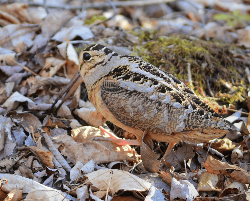 An American woodcock feeding on the forest floor.