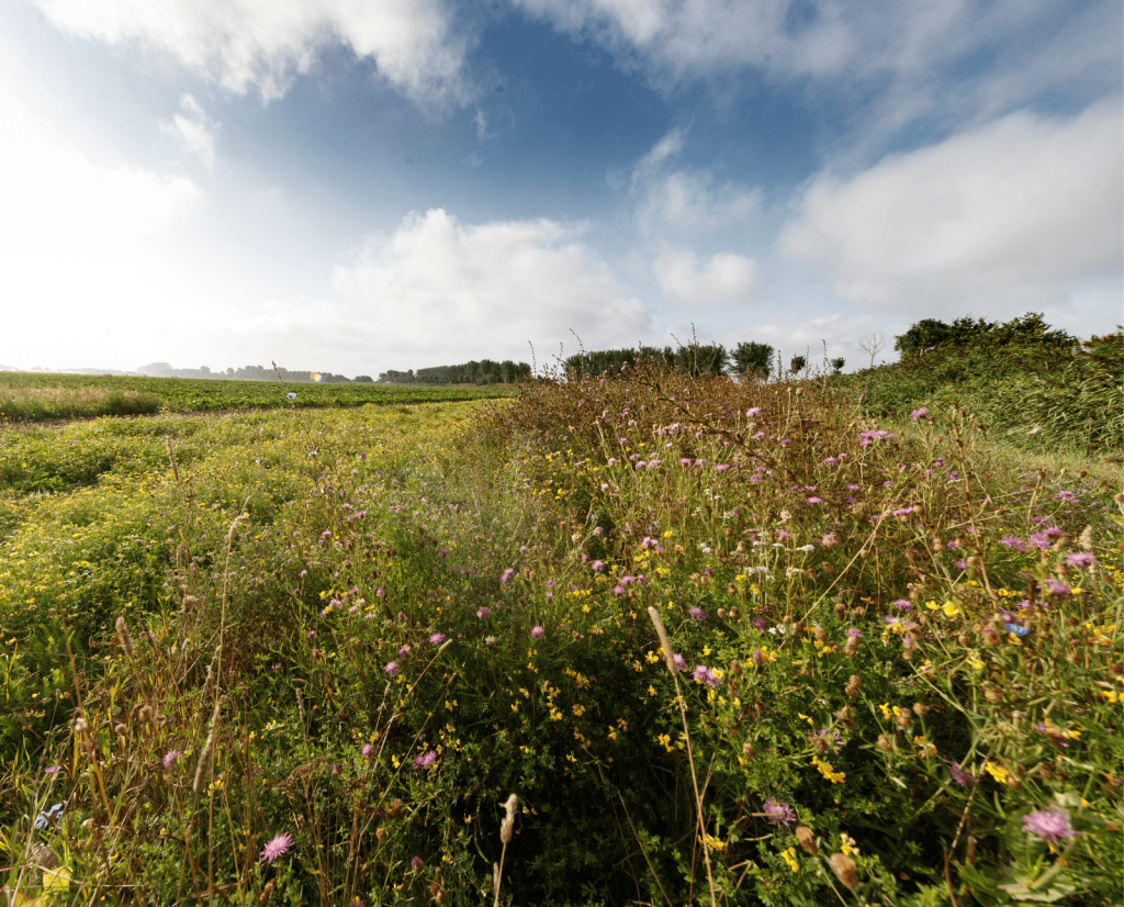A field of wildflowers.