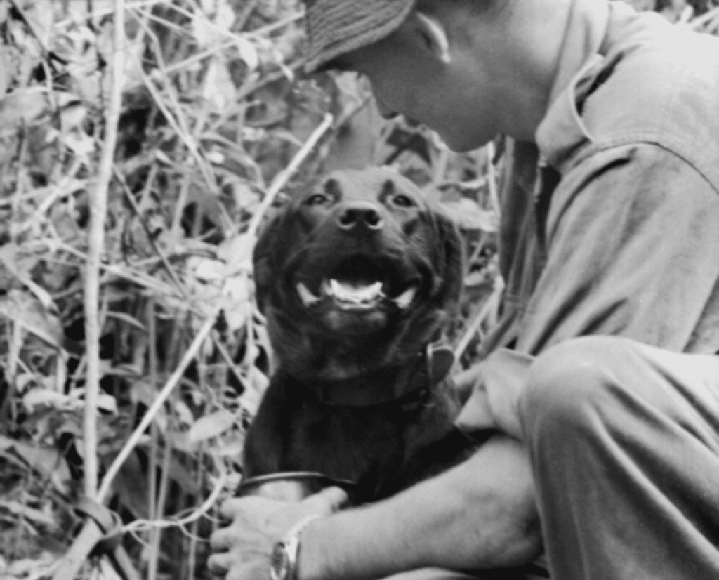 A trained Australian war dog smiling up at its handler.